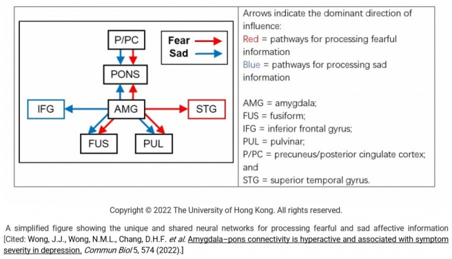 HKU State Key Laboratory of Brain and Cognitive Sciences reveals the pons plays a significant role in processing sad information
 